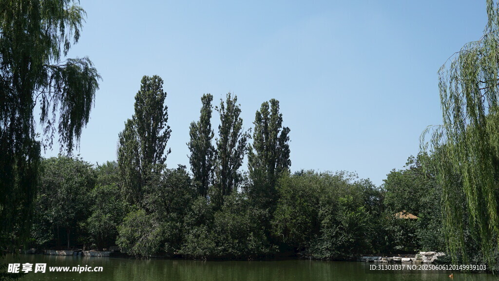 湖畔綠樹成蔭的自然景致
