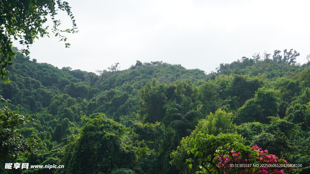 翠綠山林間的一抹紅