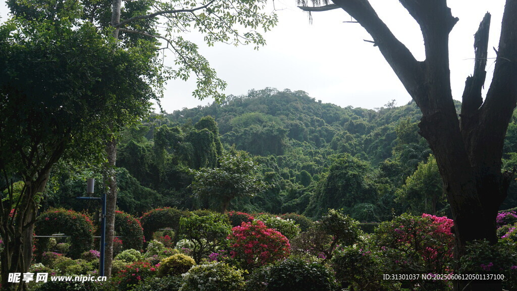 山林間多彩繁茂植物景觀