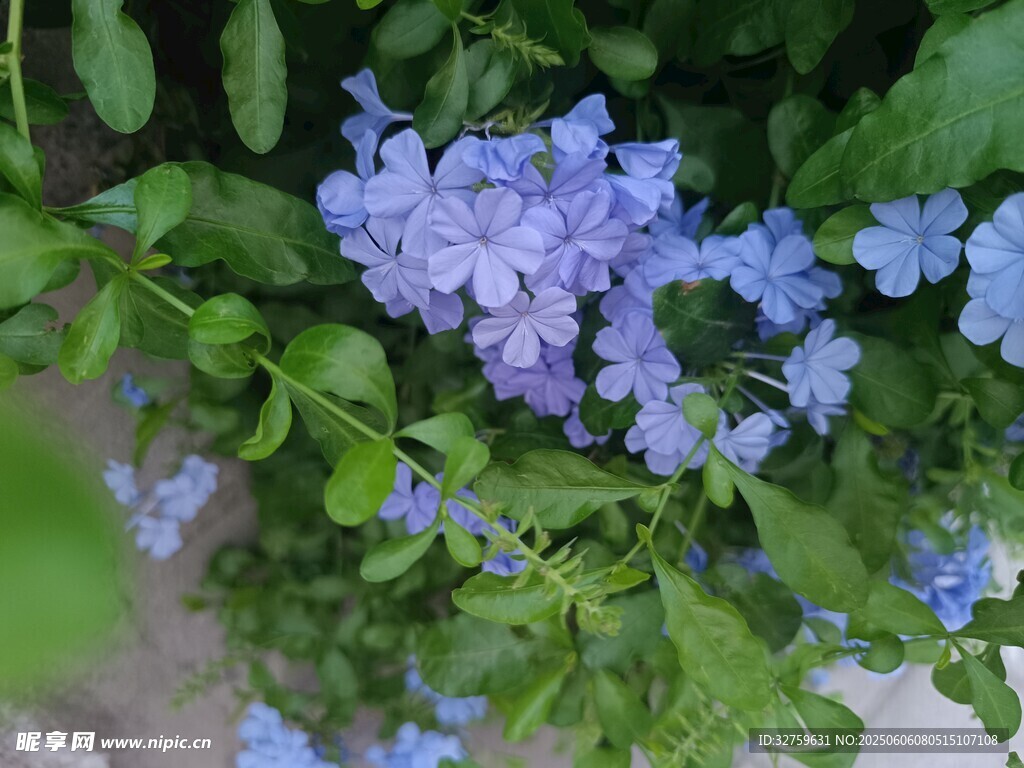 藍(lán)紫色小花