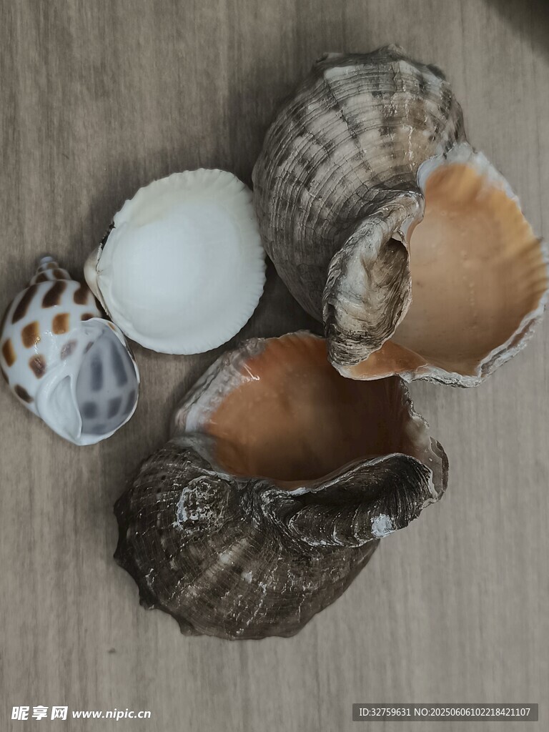 海貝殼