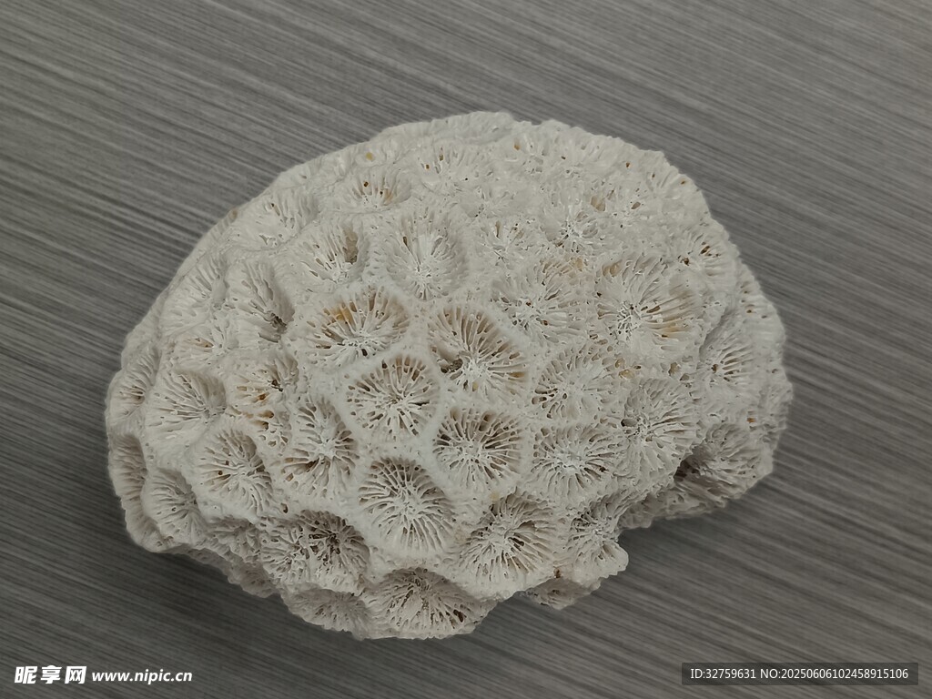 珊瑚石