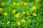 春日黃花綻放于綠野
