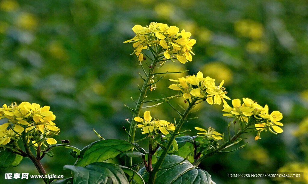 田野中的燦爛黃色油菜花