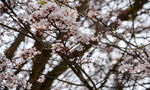 盛開的櫻花樹枝