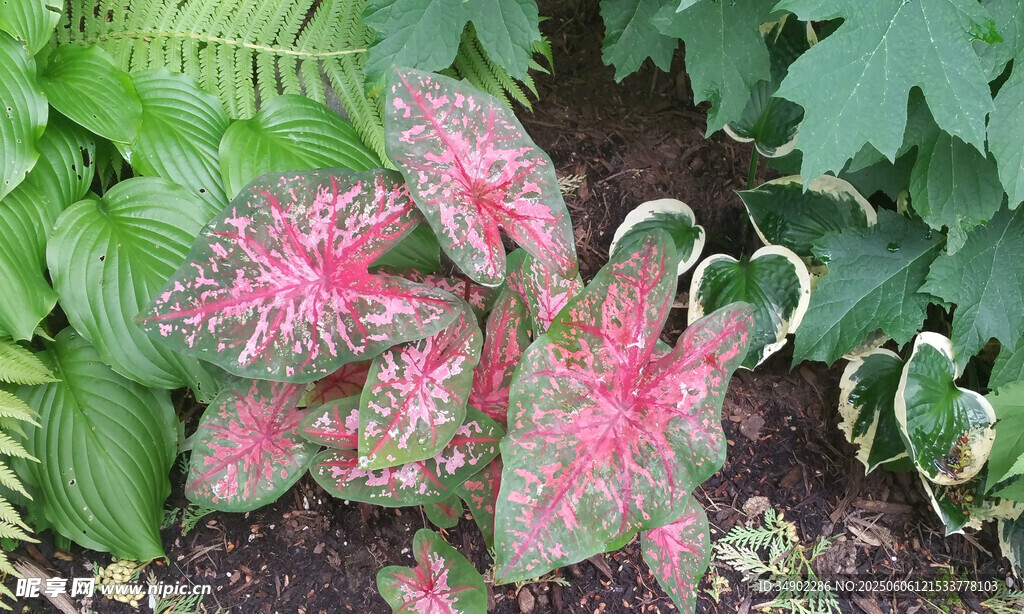 粉色斑點植物特寫
