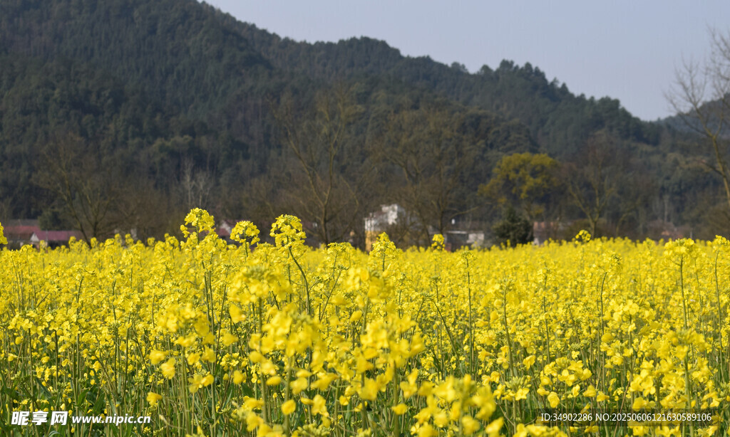金黃油菜花海田園美景