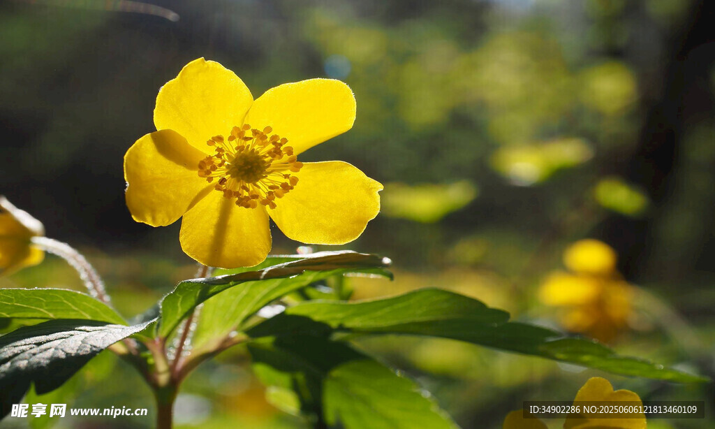 黃色小花特寫