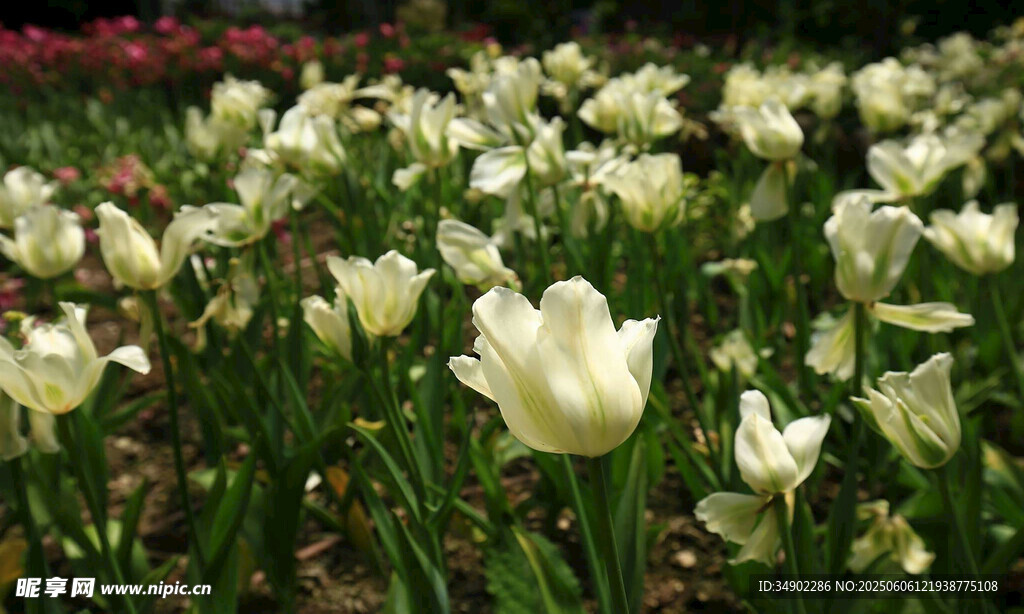 白色郁金香花海綻放