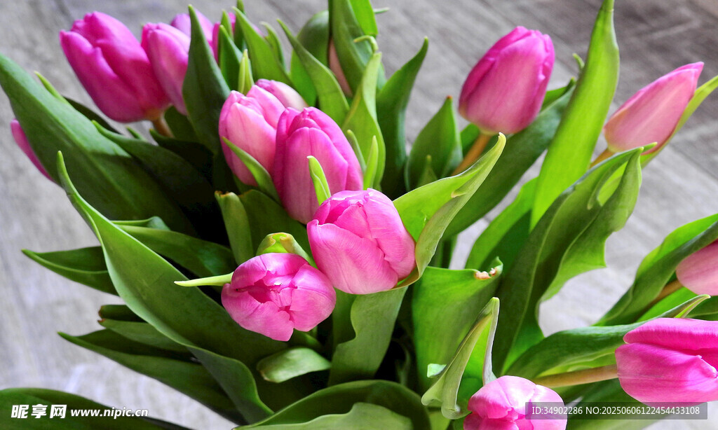 粉色郁金香花束特寫
