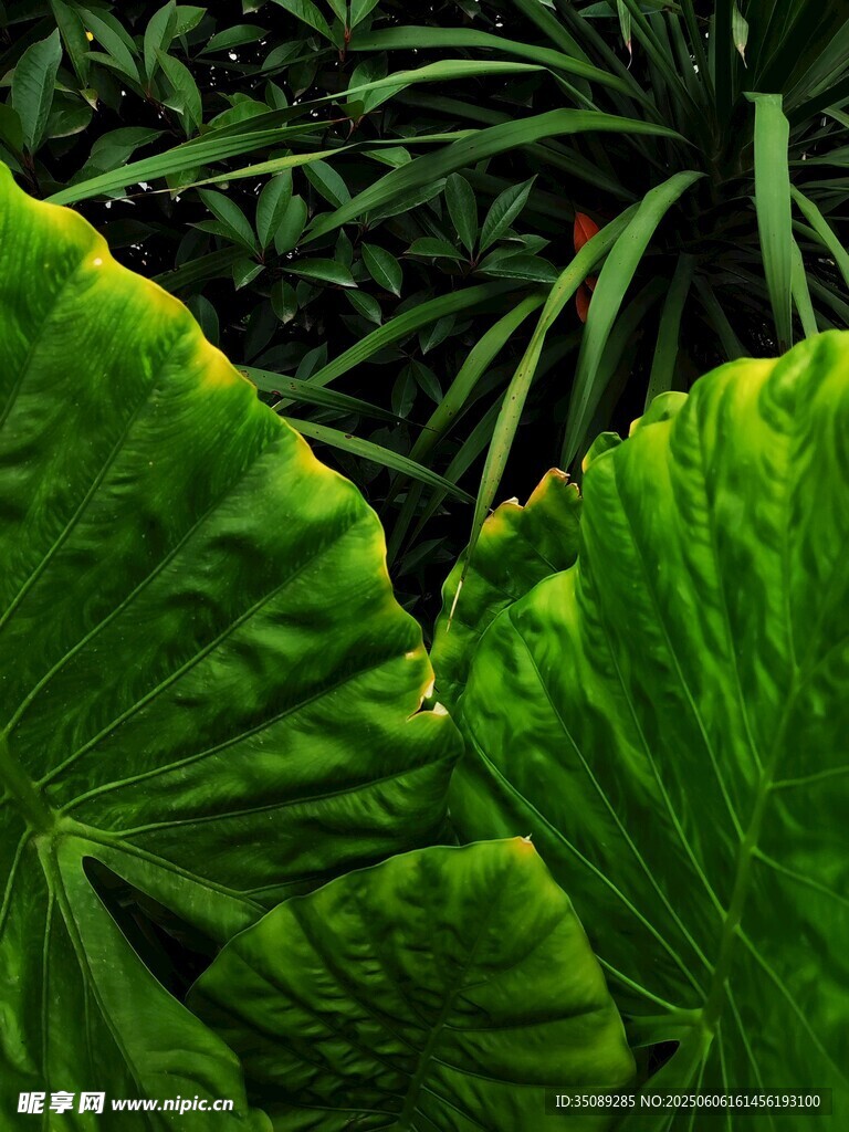 翠綠大葉片的自然之美