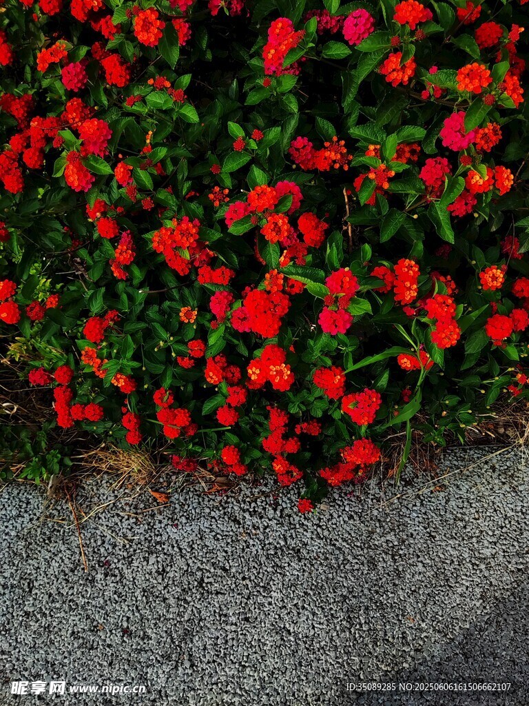路邊盛放的鮮艷紅色花朵