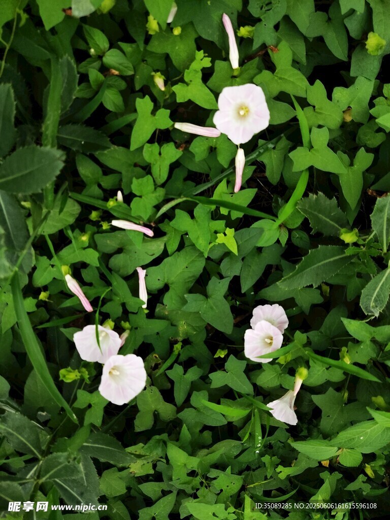 綠葉叢中的白色牽牛花