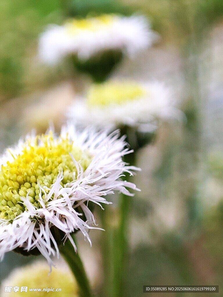 清新小白菊綻放瞬間