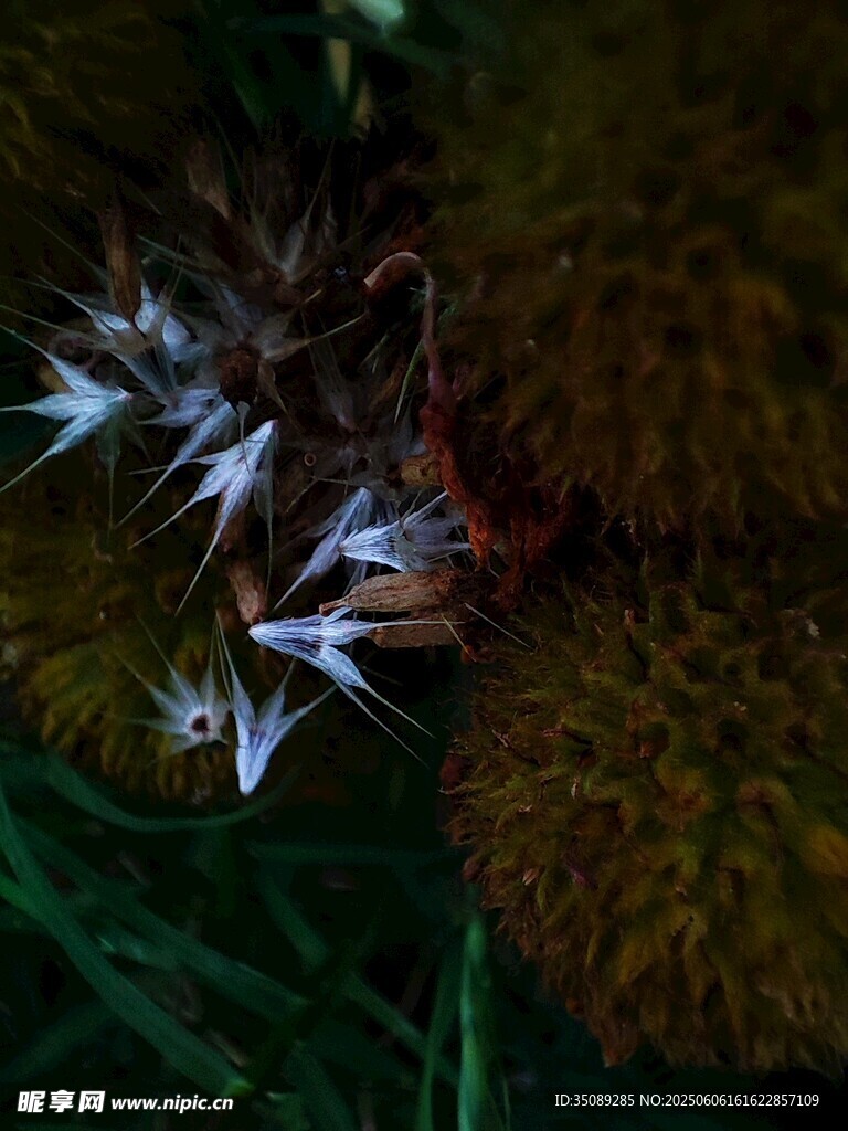 草叢中的別致白色小花