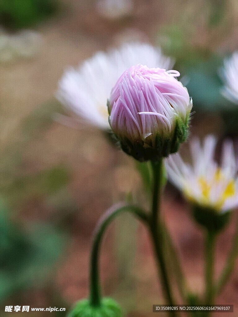 含苞待放的清新小雛菊