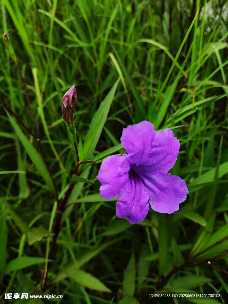 草叢中的紫色小花