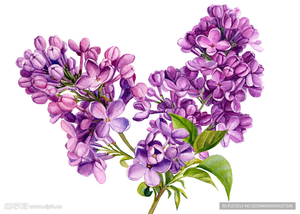紫色丁香花免扣插畫