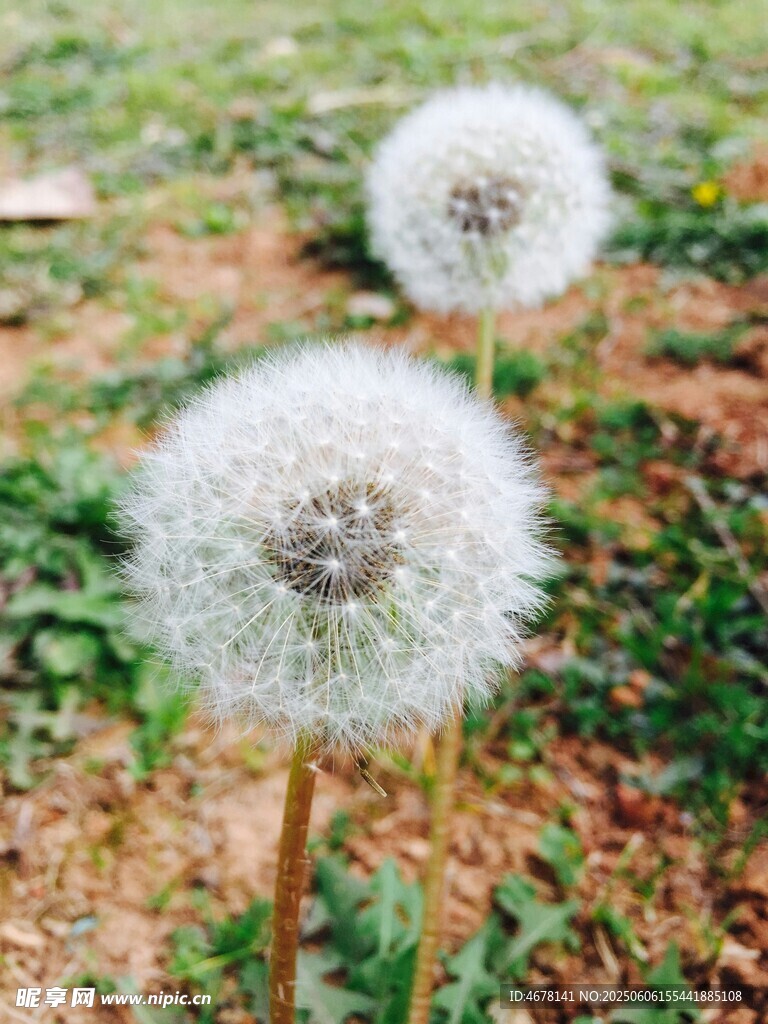 草地上的兩朵蒲公英