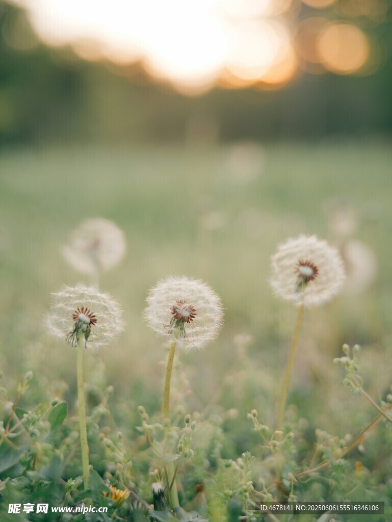 陽光下的蒲公英