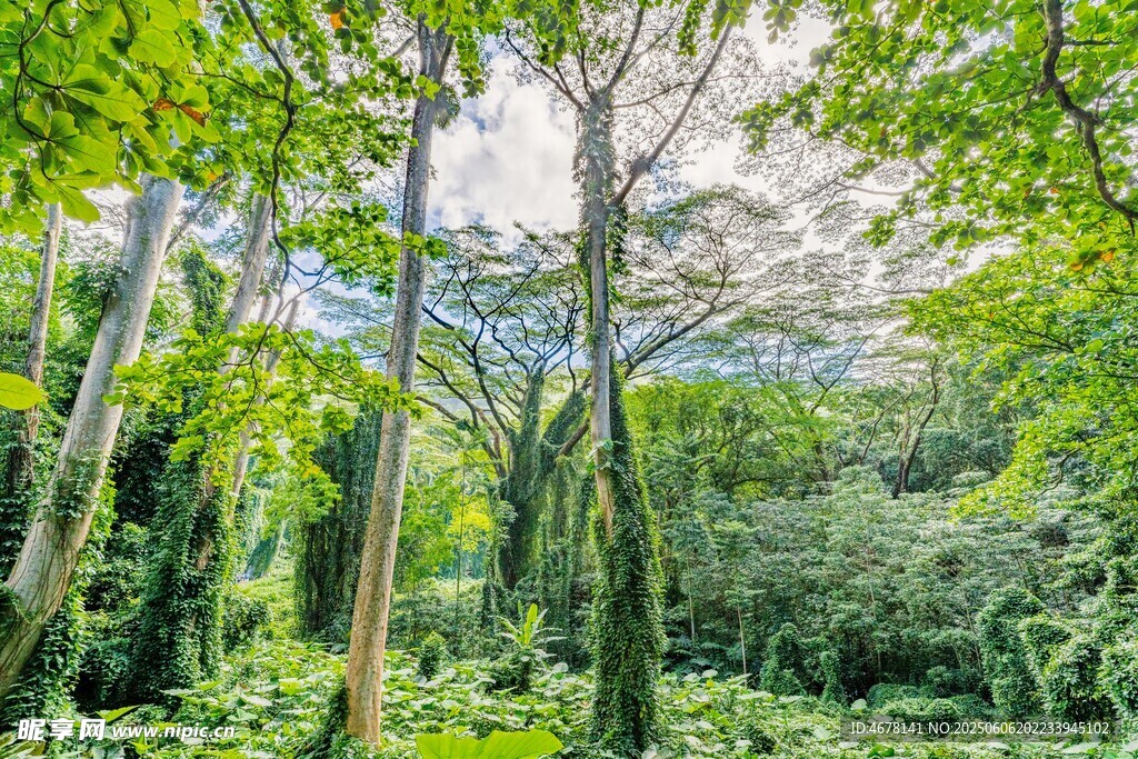綠意盎然的森林景觀