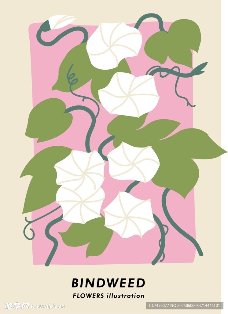 粉色背景上的白色牽牛花