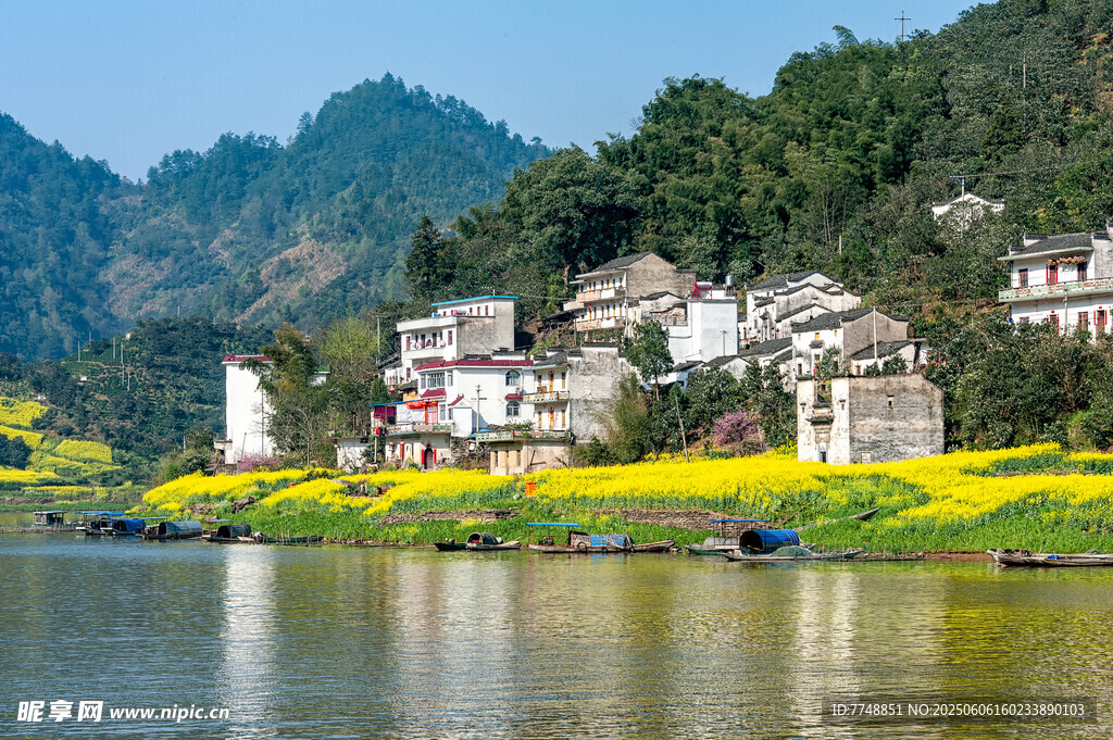 河畔村落 油菜花開美景