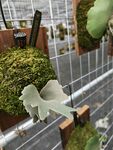 精致綠植裝飾與藝術擺件