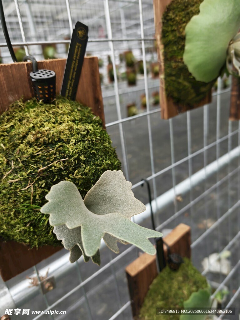 精致綠植裝飾與藝術擺件