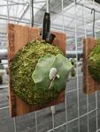 木板懸掛的苔蘚綠植景觀