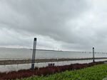 陰天海邊護欄旁綠植景觀