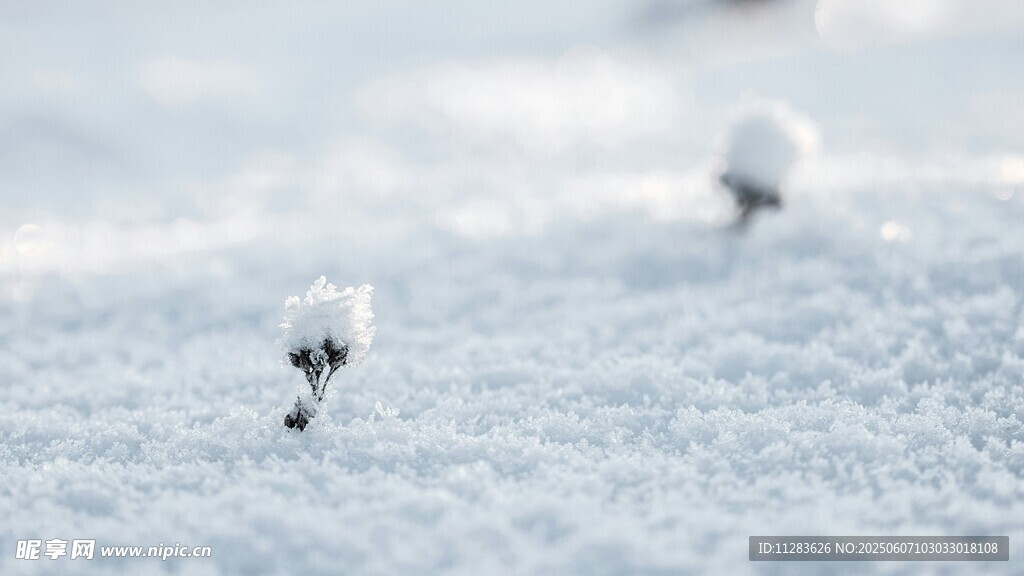 雪地中的小植物
