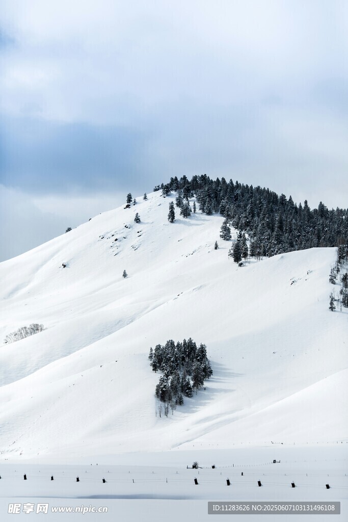 雪山松林美景