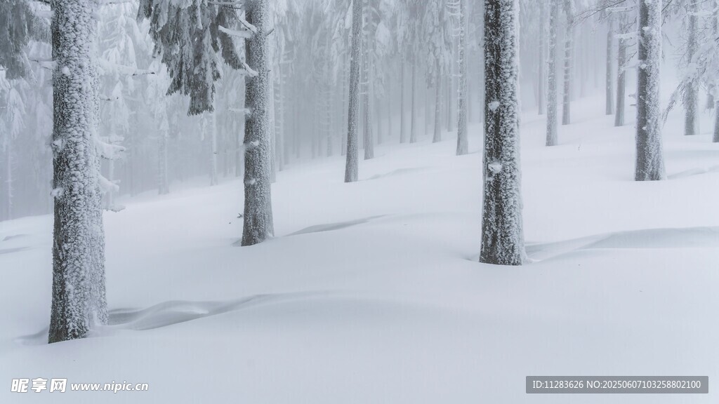 雪覆樹林冬日靜謐景象