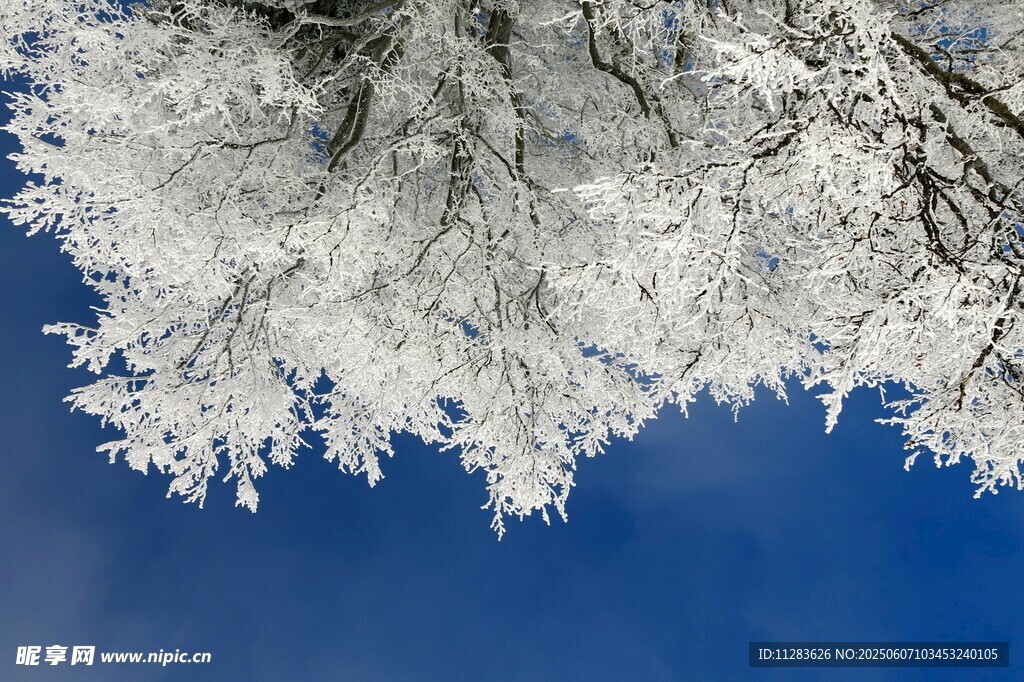 雪覆樹枝映藍天