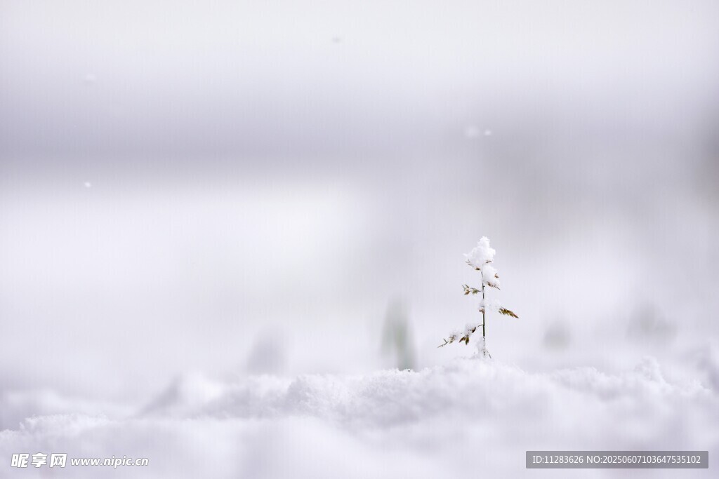 雪地中的孤獨小樹