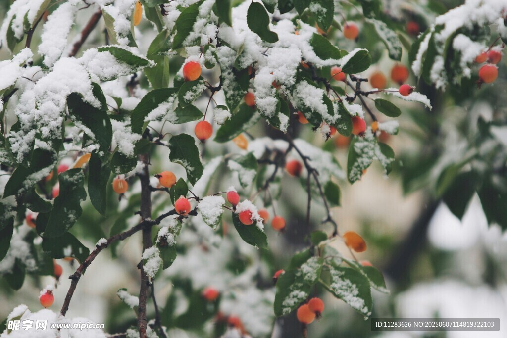雪覆枝頭果