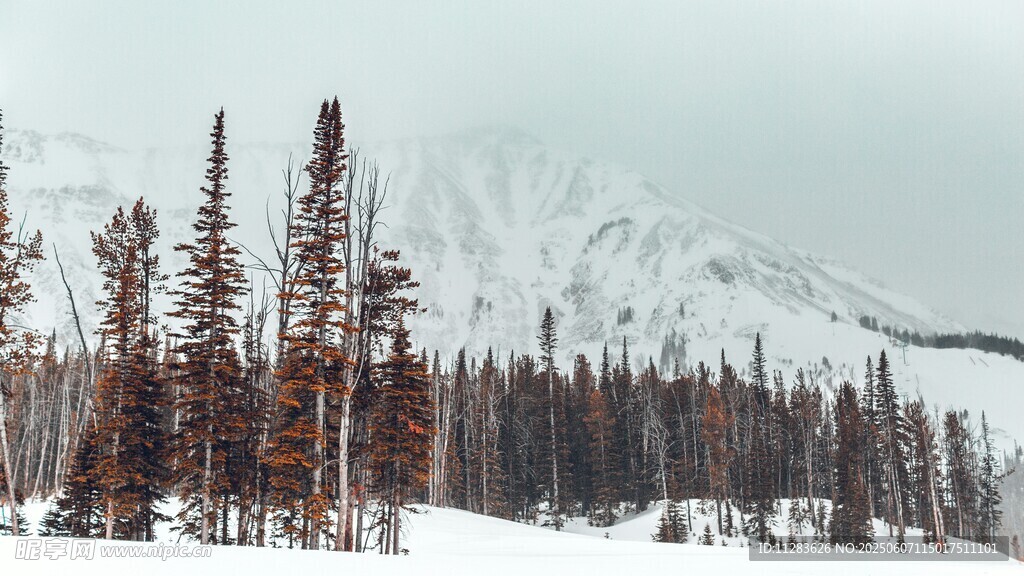 雪覆山林間的壯美景色