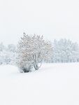 冬日雪景中的孤樹