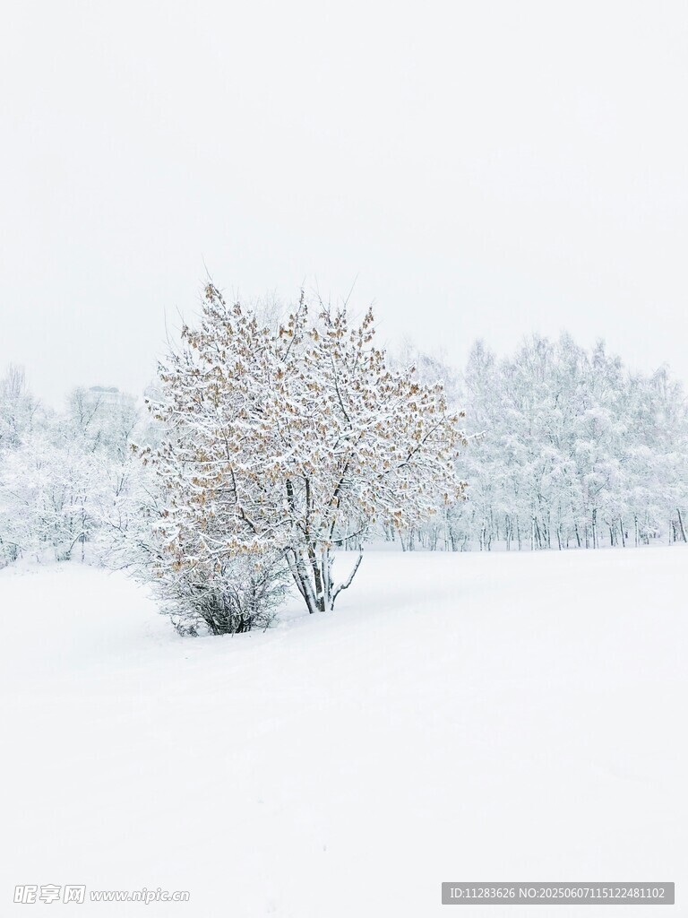 冬日雪景中的孤樹