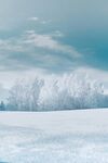 冬日雪景中的靜謐樹林