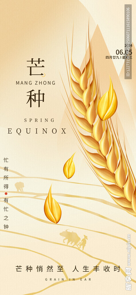 芒種時節麥穗金黃