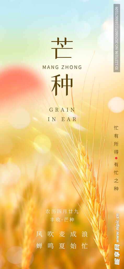 芒種時節(jié)的金色麥田