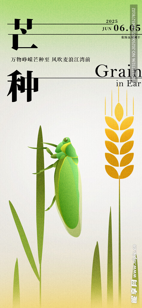 芒種時(shí)節(jié)的麥穗與昆蟲(chóng)