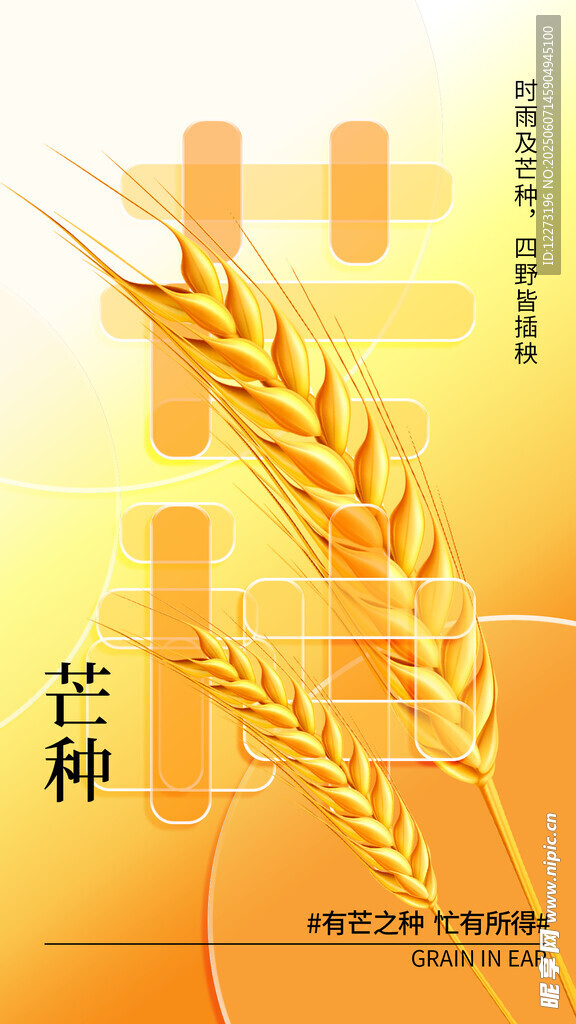 芒種時節麥穗金黃