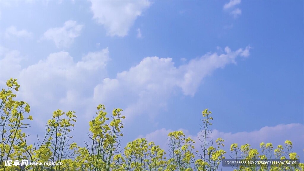 藍(lán)天之下的蓬勃油菜花