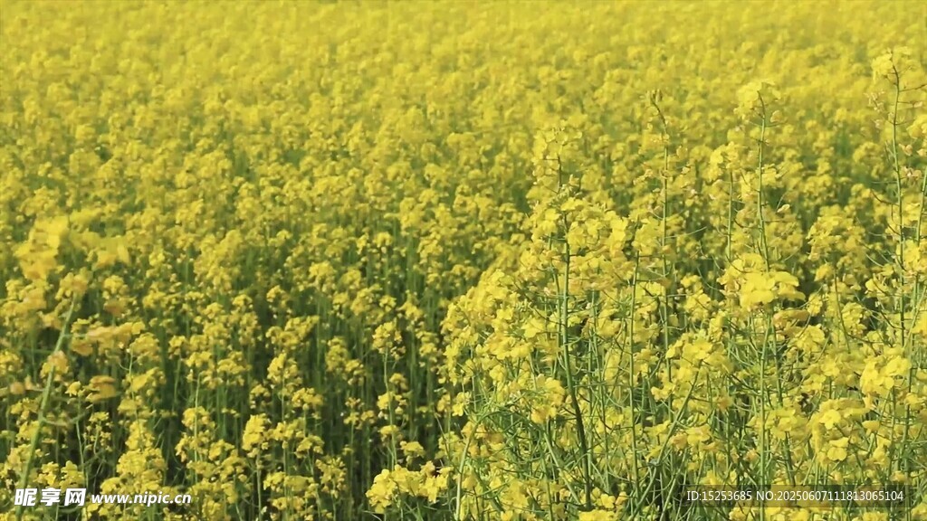金黃油菜花田美景