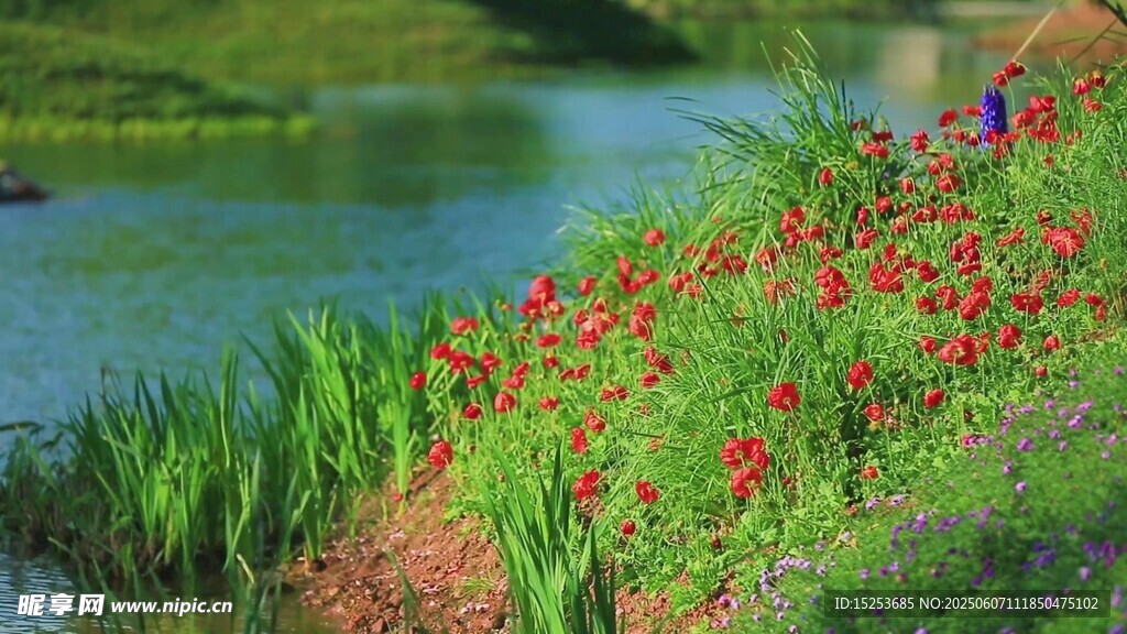 溪邊綻放的艷麗紅色花朵