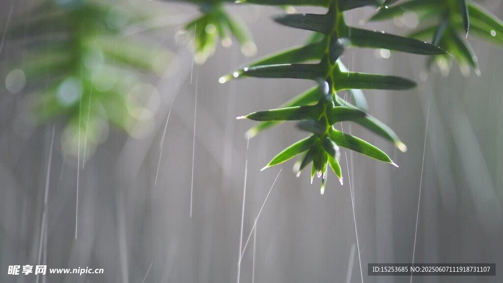 雨中松枝掛水珠