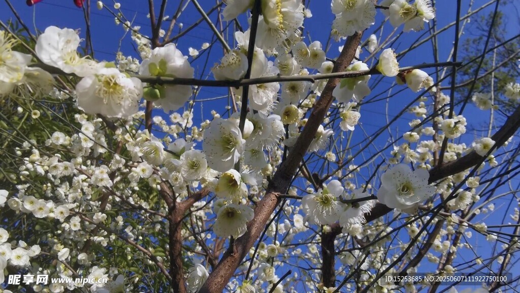 枝頭繁花綻藍天